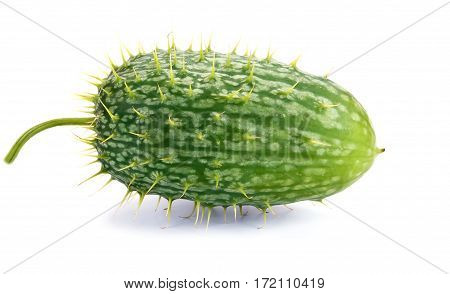 Echinocystis lobata Echinocystis echinata a grassy annual plant of the family Cucurbitaceae isolated on white background