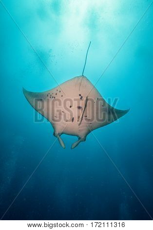 Beautiful big manta ray floating in deep blue ocean, Indian ocean, Maldives