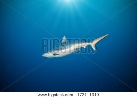 Whitetip shark floating in deep water blue with sunrays