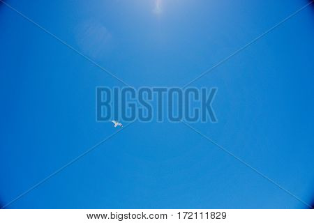 A gull flying in the clear blue sky under the shining sun