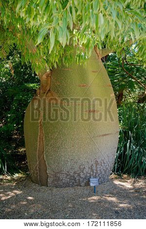 A Queensland Bottle Tree in Kings Park