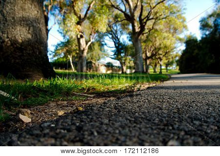 Low-angle natural background with trees and grass