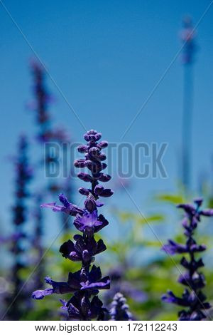 Close-up Purple Desert Lupine Showing Details of The Flower