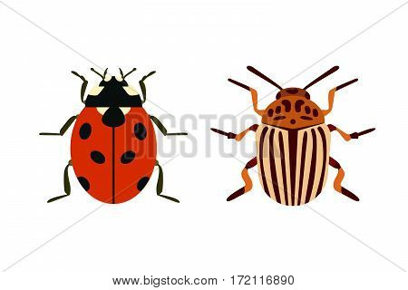 Insect icon flat isolated nature flying bugs beetle ant and wildlife spider grasshopper or mosquito cockroach animal biology graphic vector illustration. Insecticide graphic cockroach bumblebee.