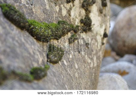 2016 Yosemite, California: Close up view of rocks with patches of moss