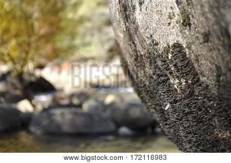 2016 Yosemite, California: Close up view of rocks with patches of moss