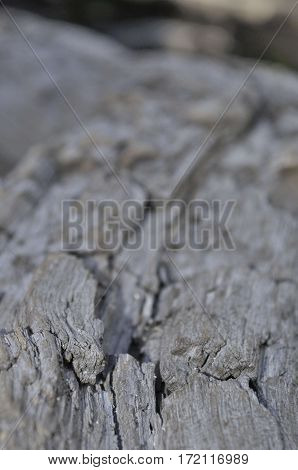 2016 Yosemite, California: Close up view of a  tree showing rough texture and cracks