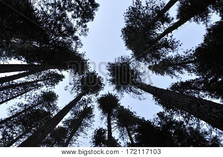 2017 Yosemite, California: Rorschach style silhouette image of a forest grove from the ground up