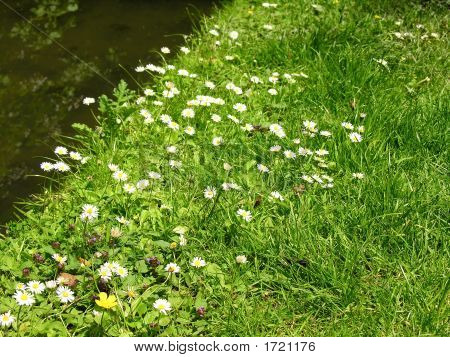 Hierba verde