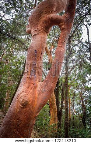 a Sydney red gum (Angophora costata) showing inosculation a trunk growing in on itself