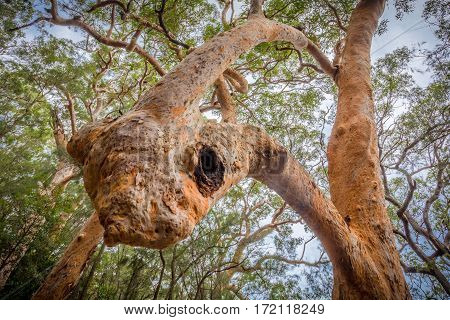 a Sydney red gum (Angophora costata) showing inosculation a trunk growing in on itself