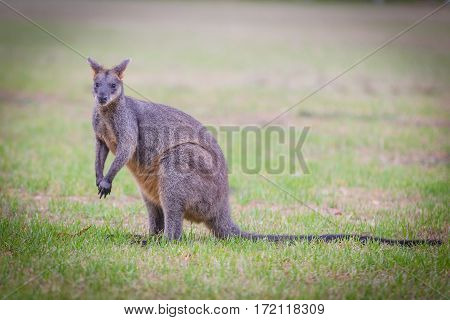 The swamp wallaby (Wallabia bicolor) feeding on grass