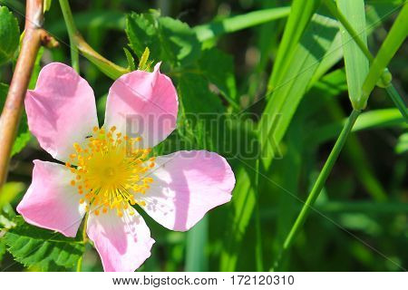 Pink dog-rose in the garden on spring
