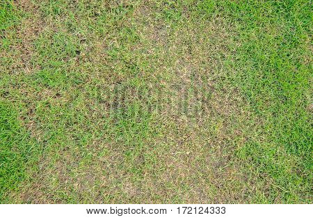 Pests and disease cause amount of damage to green lawns, lawn in bad condition and need maintaining