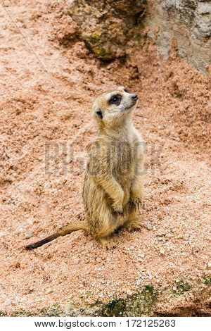 A meerkat standing and watch out for enemy for their pack