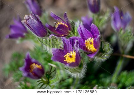 First spring flowers. Pulsatilla or Pasque flower blooming outdoor,
