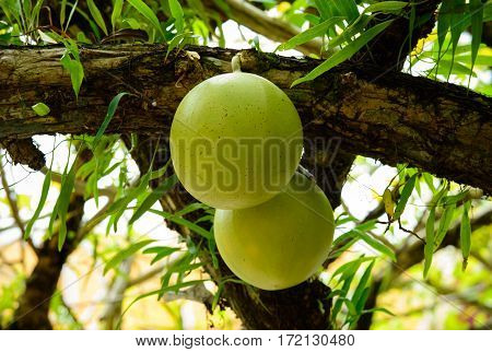 Fresh Crescentia cujete on Calabash Tree in the garden