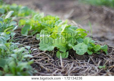 fresh vegetable on the vegetable garden , agriculture grow the vegetable