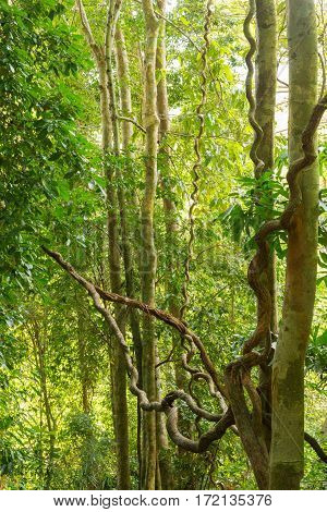 Lush rainforest Danum Valley in forest Phuket Thailand