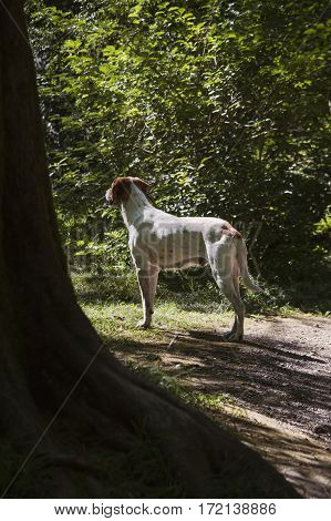 white dog found a ray of sunshine in the dark forest