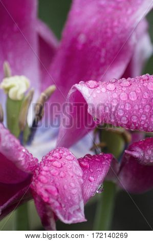 Dew splashes on the petals of pink tulip