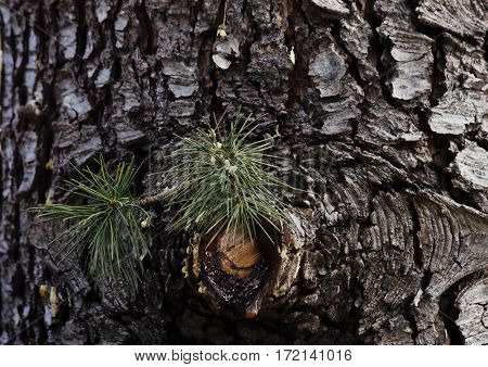 green needles and bark of pine resin