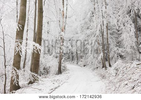 Forest path in winter scenery December Nature background Winter Forest Nature background Forest road lane snow sun Nature background Forest trees sunshine Nature background Winter path road Nature background Natural environment Nature background.