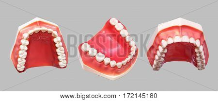 Set of close up dental model denture dentoform. Isolated.