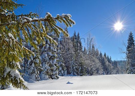 Fir tree branches covered with snow and hoarfrost on blue sky background. Sun shining brightly