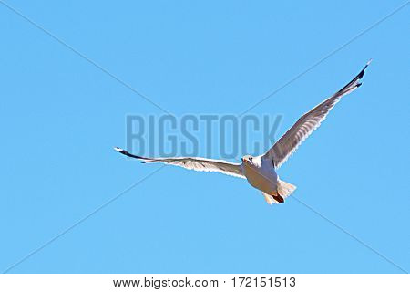 White beautiful seagull flying on blue sky