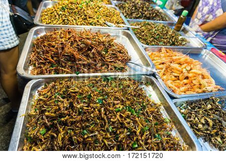 Fried Of Many Warm Insect Alternative Protein Nutrition