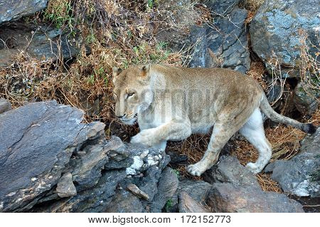Big lion in the amazing savannah of Namibia