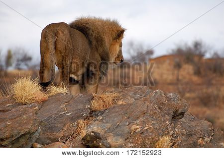 Big lion in the amazing savannah of Namibia