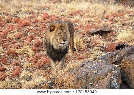 Big lion in the amazing savannah of Namibia
