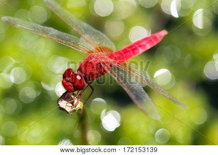 Close up of a red lovely dragonfly in nature.