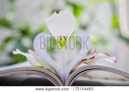 Petals & pistil of Eustoma russellianum flower & heart shape which made by white paper notebook. Clear bright nature background