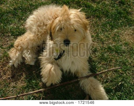 Min hund