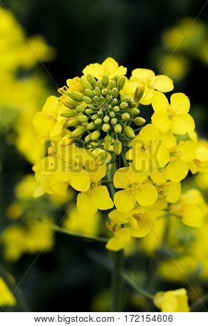 a green yellow Raps bloom, nature, close up