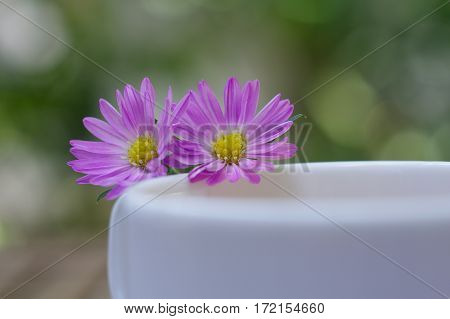 Couple of Blooming Alpine asters flower on the edge of ceramic tea cup on wooden table with nature bright background.