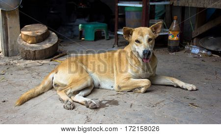 Brown Dog,homeles dog with adorable face cute puppy anxiety in eyes