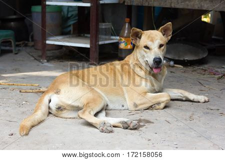 Brown Dog , homeles dog with adorable face cute puppy anxiety in eyes