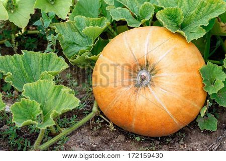 Ripe orange pumpkin with vine and leaves at the field in autumn. Harvest. Plant of pumpkin in vegetable garden