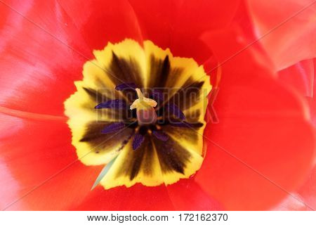 Closeup of the pistill of a red tulip (latin name: tulipa gesneriana).