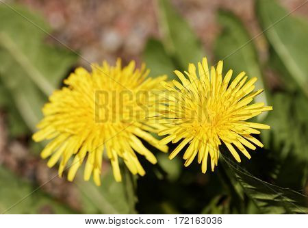Closeup of yellow dandelion flowers (latin name: Taraxacum officinale).