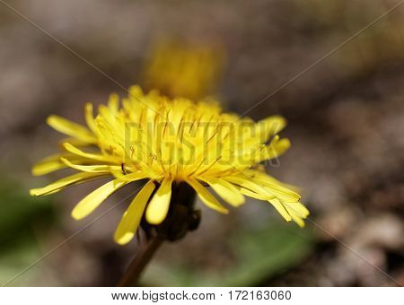 Closeup of yellow dandelion flower (latin name: Taraxacum officinale). Short depth of focus