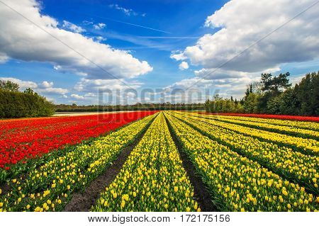 Rows of yellow and red tulips in the field in the Netherlands.