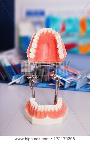 Set of close up dental model denture dentoform.