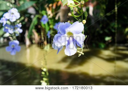 Blue Purple Soft Flower Of Laurel Vine,thunbergia Laurifolia Cold Herbs In Asia