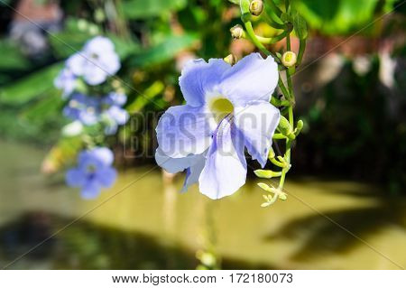 Blue Purple Soft Flower Of Laurel Vine,thunbergia Laurifolia Cold Herbs In Asia