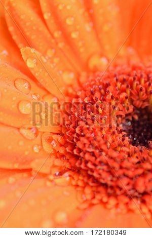 Macro texture of water droplets on orange colored Daisy flower in vertical frame